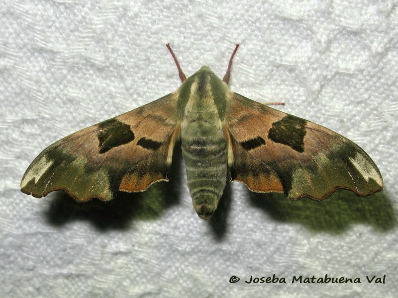 Mimas tiliae - Sphingidae